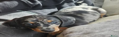 Miniature Dachshund Puppy 3