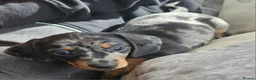 Miniature Dachshund dogs for sale: Miniature Dachshund - Advert 4