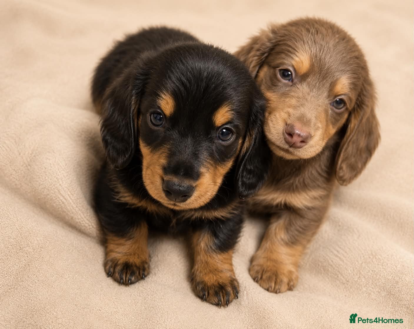 Miniature Dachshund dogs Long hair mini dachshund  - Advert 9