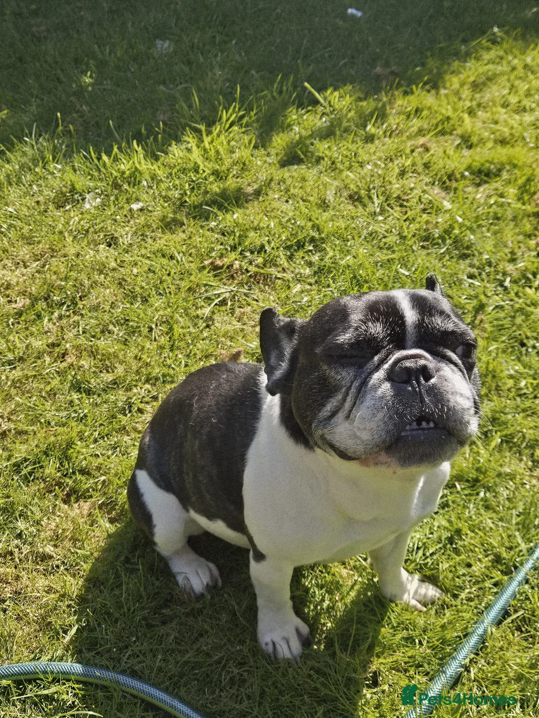 French Bulldog dogs for adoption: LUNA – A Little Lady Looking for Her Forever Sofa in Nottingham - Advert 1