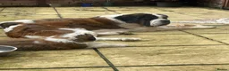 Saint Bernard dogs for sale: Saint Bernard Pups (KC Reg) in Larkhall - Advert 13