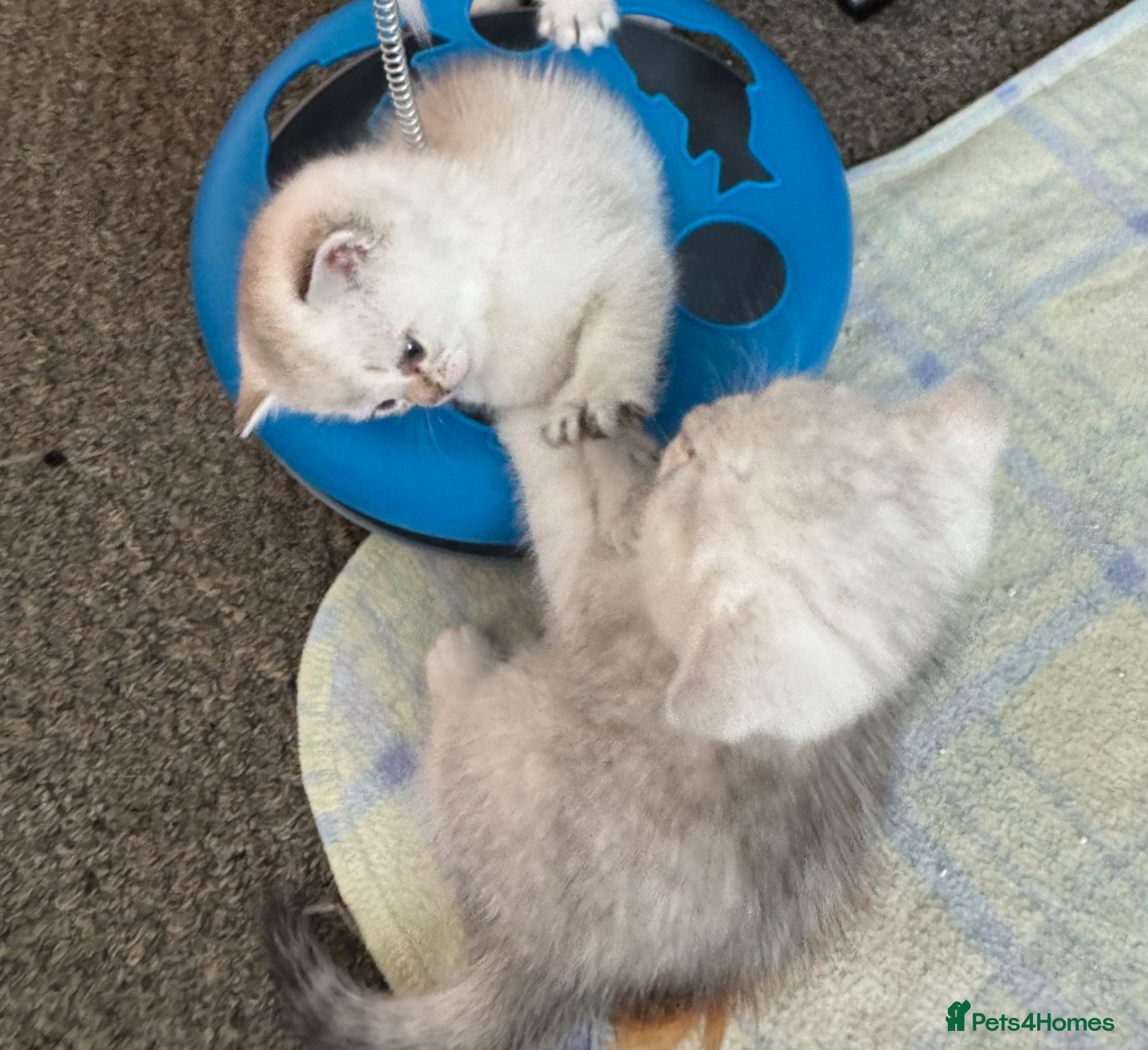 British Shorthair cats for sale: Beautiful BSH Silver shaded TICA kittens - Advert 2
