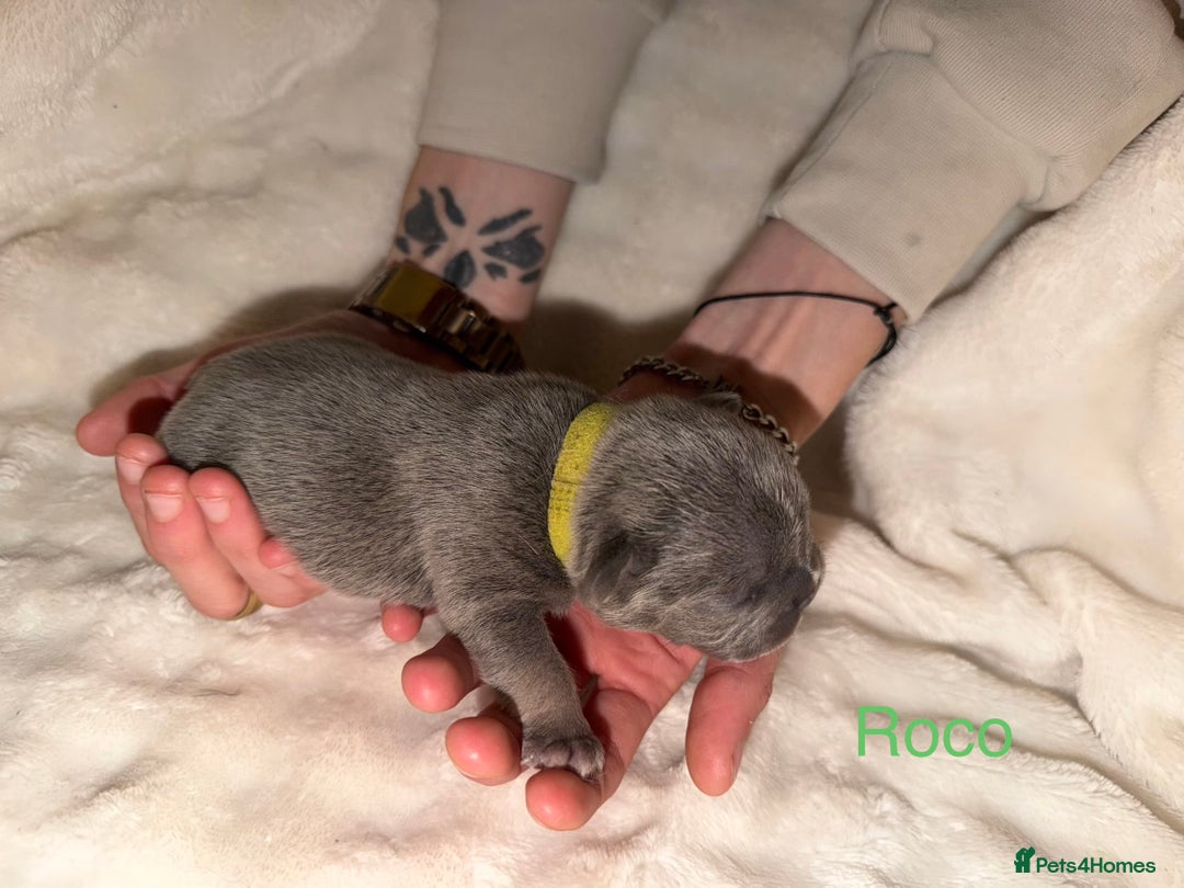 French Bulldog dogs for sale: French bulldog puppies  - Advert 2