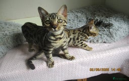 Bengal cats for sale: pedigree male bengals - Image 11