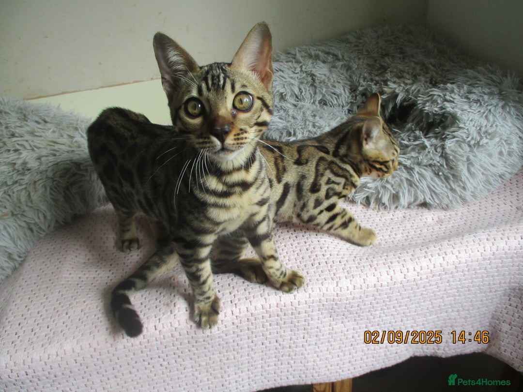 Bengal cats for sale: pedigree male bengals - Image 11