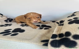 Cocker Spaniel dogs for sale: Working Cocker spaniel puppies  - Image 19