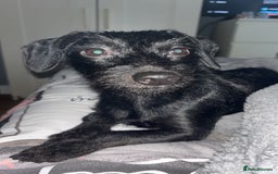 Mixed Breed dogs for sale: Doxiepoo puppies  - Image 15