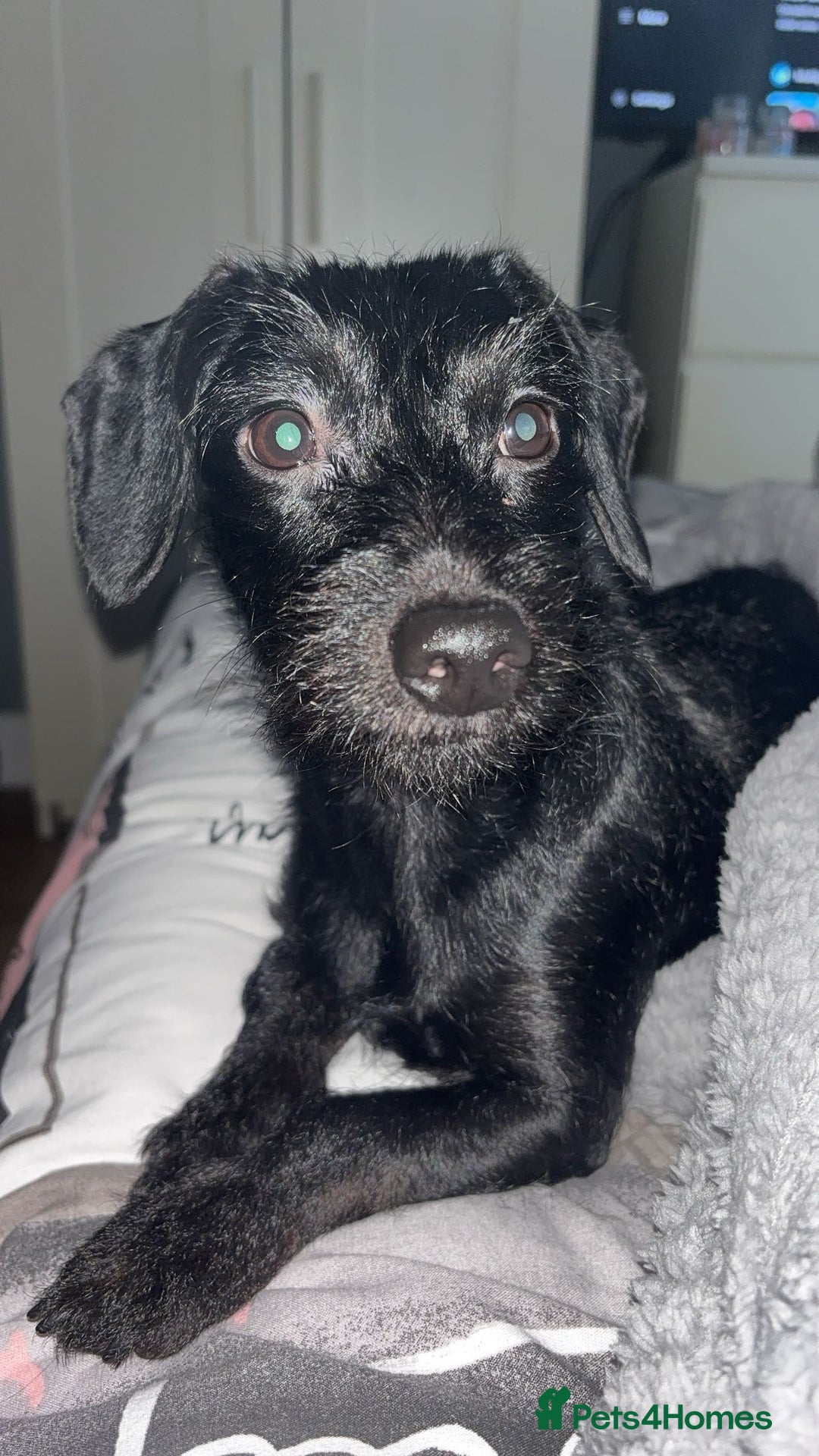 Mixed Breed dogs for sale: Doxiepoo puppies  - Image 15