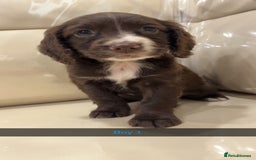 Cocker Spaniel dogs for sale: Cocker spaniel puppies  - Image 10