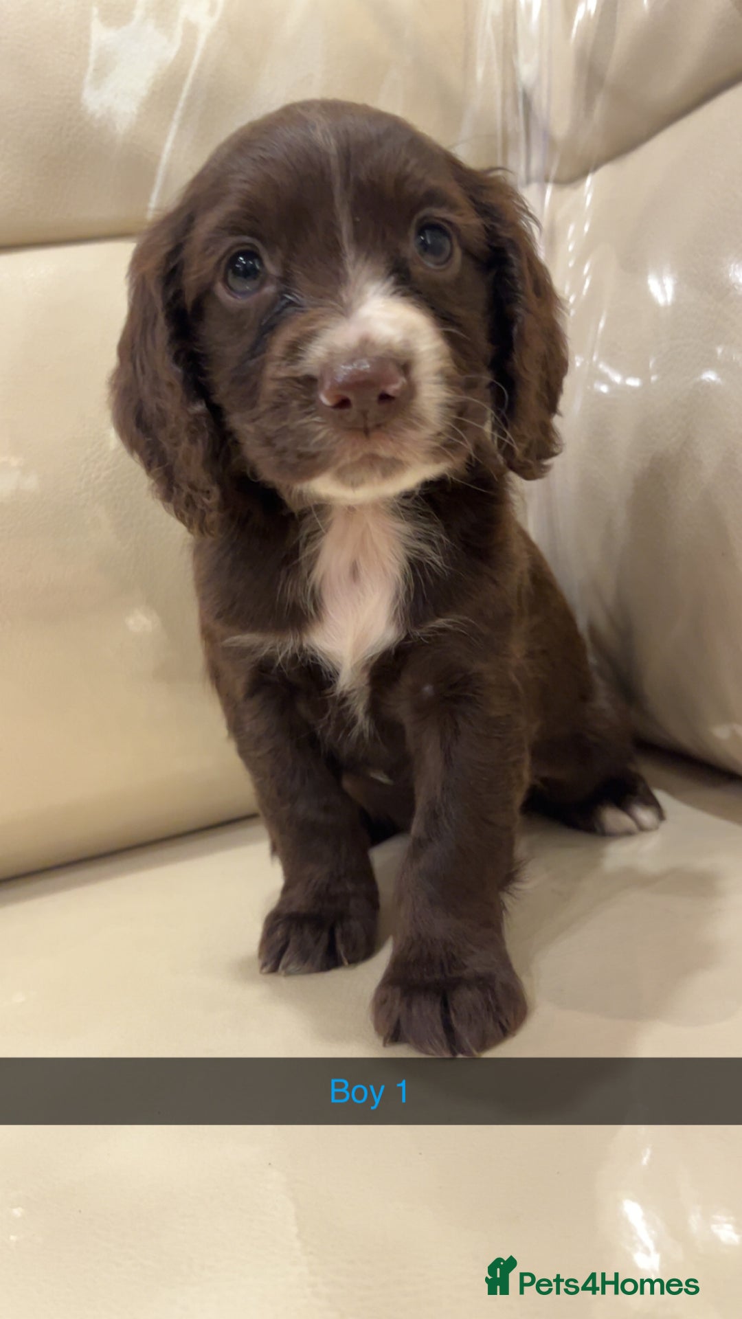 Cocker Spaniel dogs for sale: Cocker spaniel puppies  - Image 10