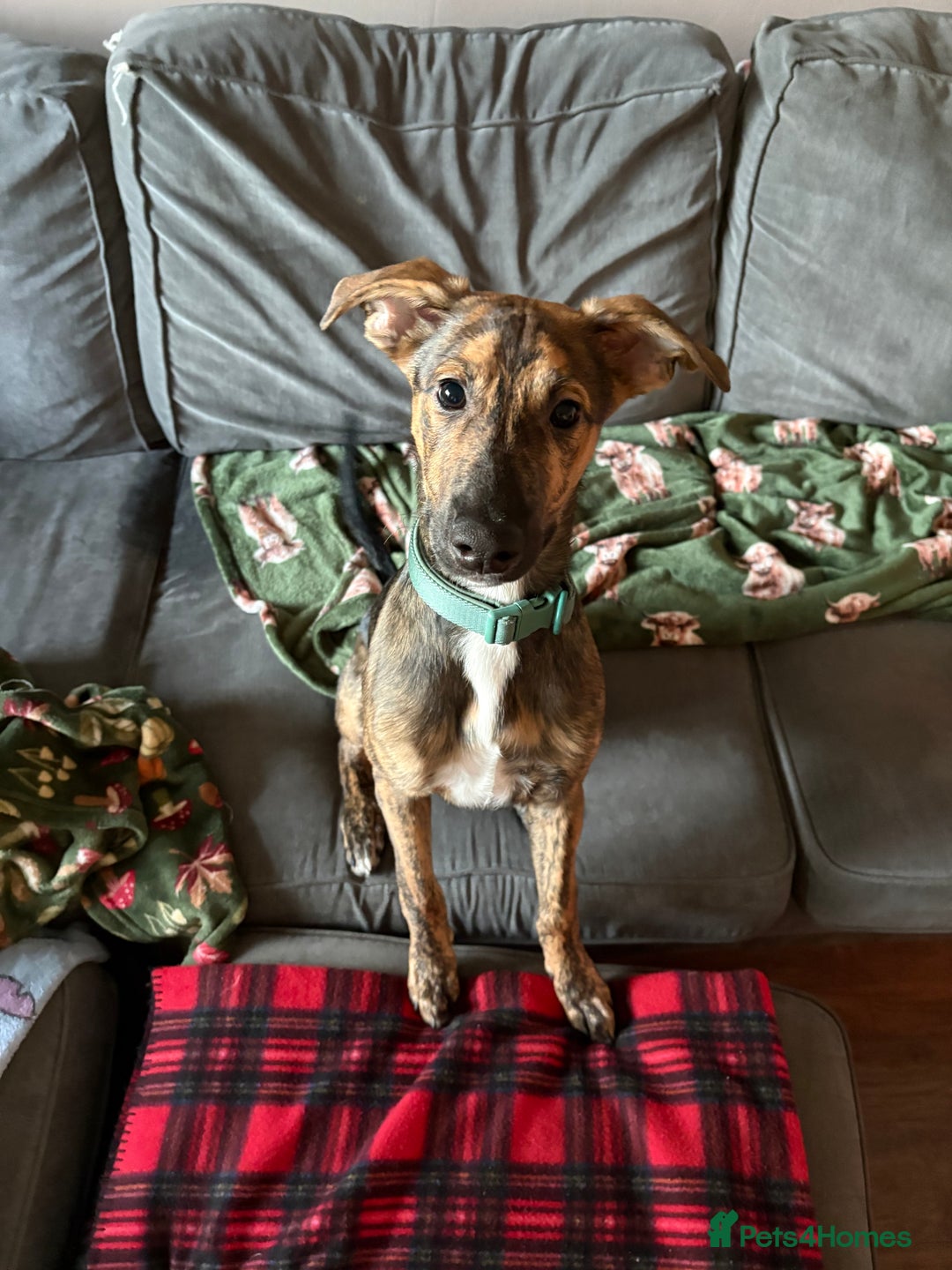 Mixed Breed dogs for sale: Meet Doobie - Advert 1