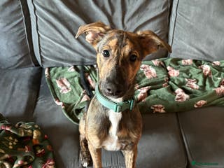 Mixed Breed dogs Meet Doobie - Advert 4