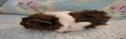 Guinea Pig rodents for sale: Lovely Young Guinea-Pigs Ready Now  - Advert 8