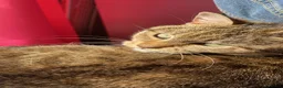 Mixed Breed cats for sale: Luna Cat - Advert 2