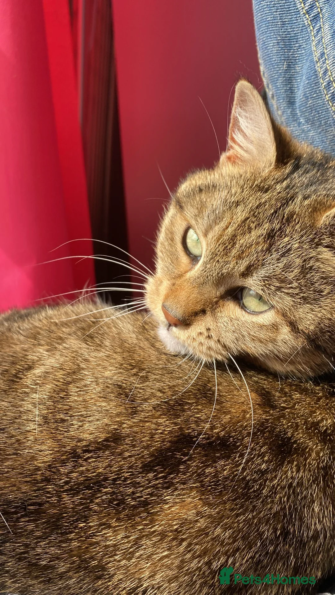 Mixed Breed cats for sale: Luna Cat - Advert 2