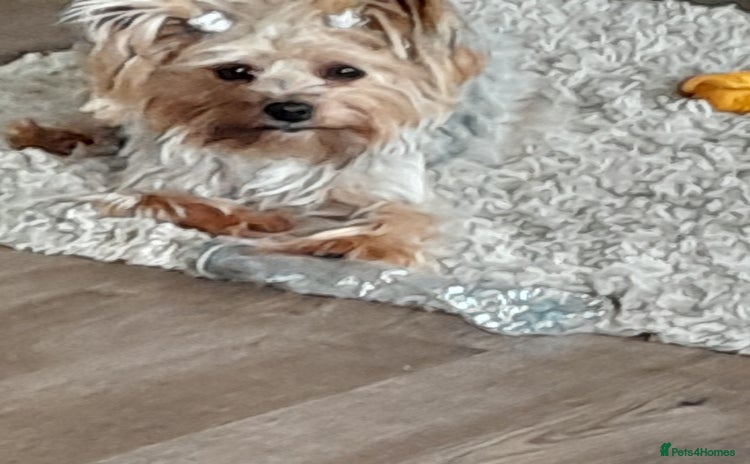 Yorkshire Terrier dogs - Advert 1