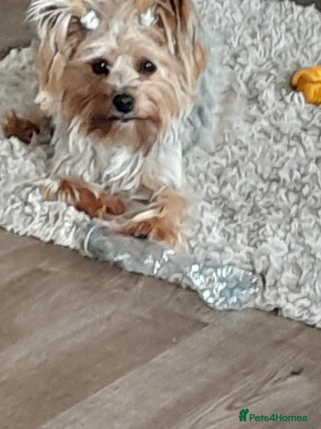 Yorkshire Terrier dogs for sale: Puppy  - Image 1
