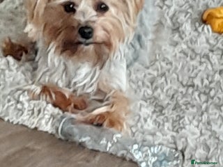 Yorkshire Terrier dogs - Advert 6