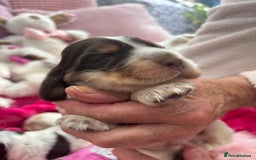 Cocker Spaniel dogs for sale: Outstanding show cocker pups - Image 19