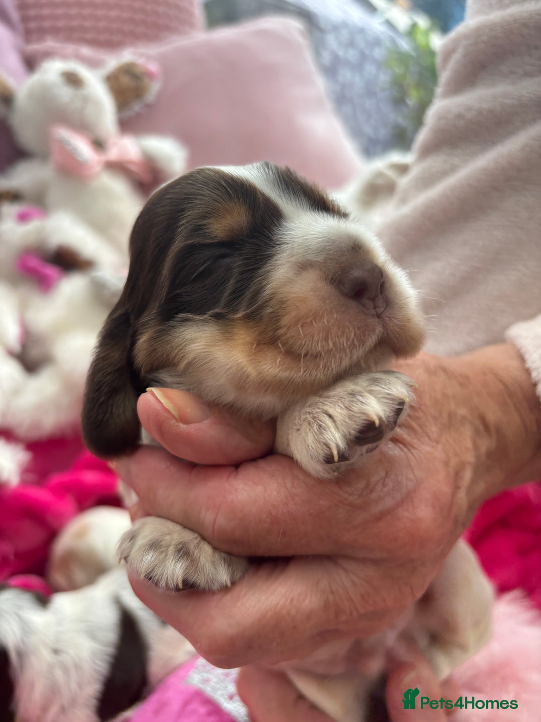 Cocker Spaniel dogs for sale: Outstanding show cocker pups - Image 19