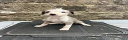 Lurcher dogs for sale: Bedlington whippet lurcher pups - Advert 7