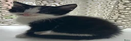Mixed Breed cats for sale: Adorable Tabbies and Tuxedo in Leicester - Advert 5