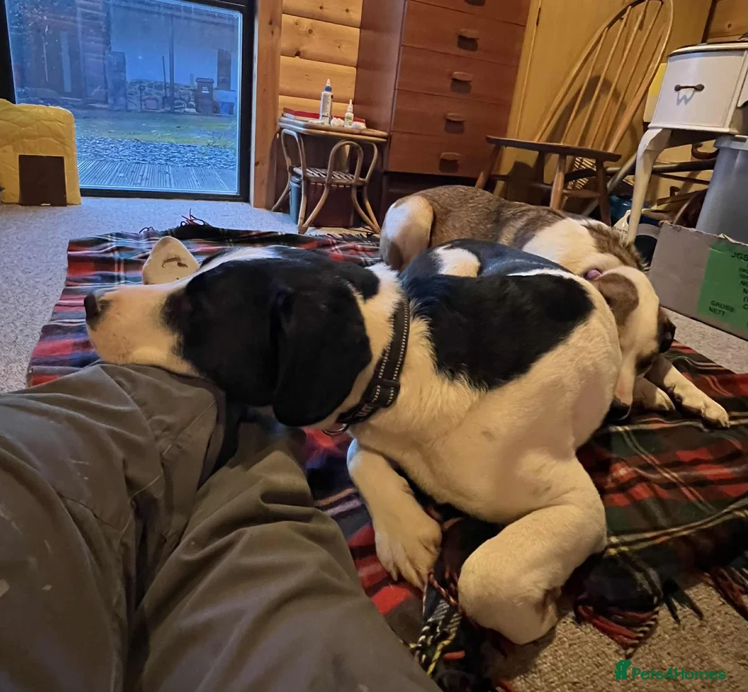 Mixed Breed dogs for adoption: Maya & Luca still waiting for you to see them 💔 - Advert 6