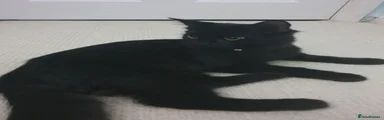 Katsu