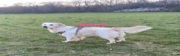 Golden Retriever dogs for sale: Our Beautifil KC registered Golden Retriever   in Leeds - Advert 37