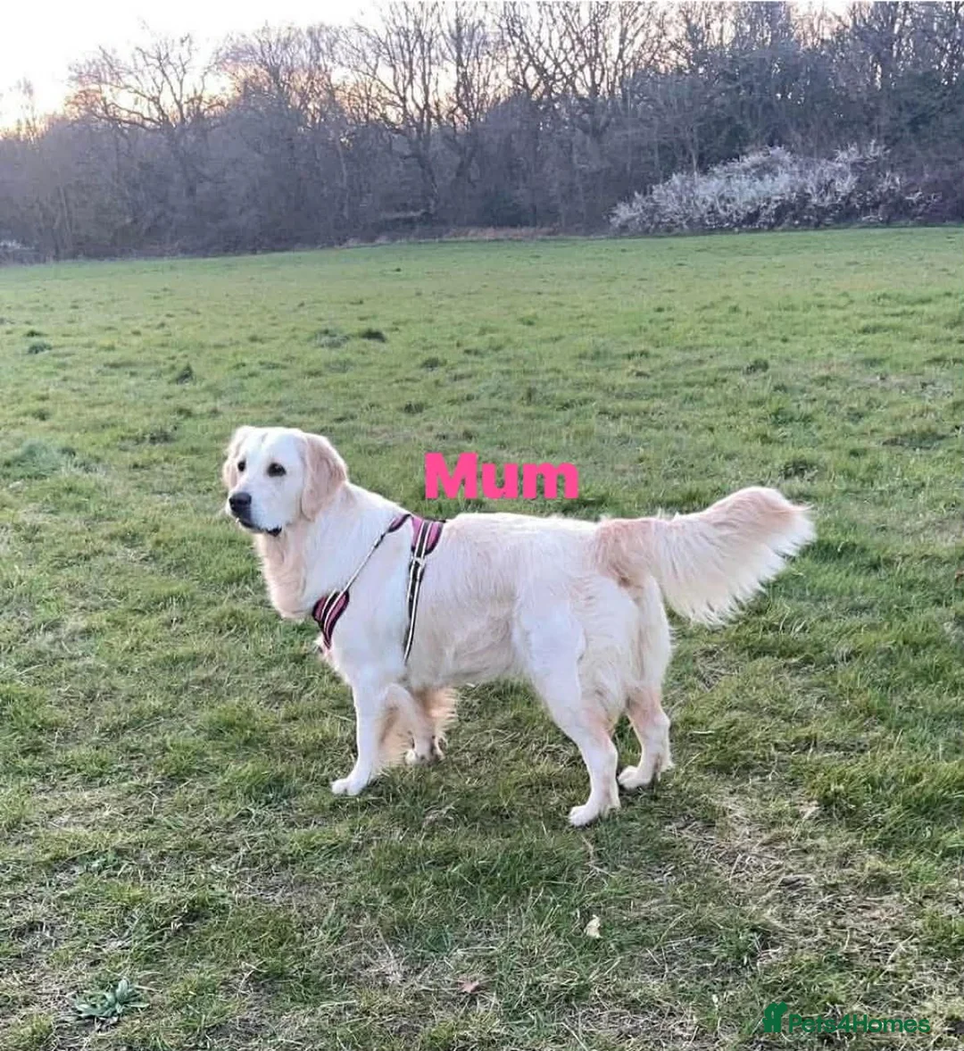 Golden Retriever dogs for sale: Our Beautifil KC registered Golden Retriever   in Leeds - Advert 37