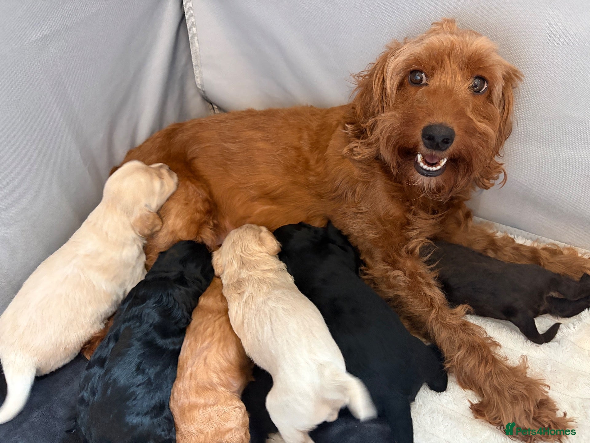 Cockapoo dogs for sale: F2 cockapoos - Advert 2