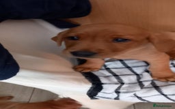 Labrador Retriever dogs for sale: KC REG FOX RED LABRADOR PUPPIES FOR SALE - Image 34
