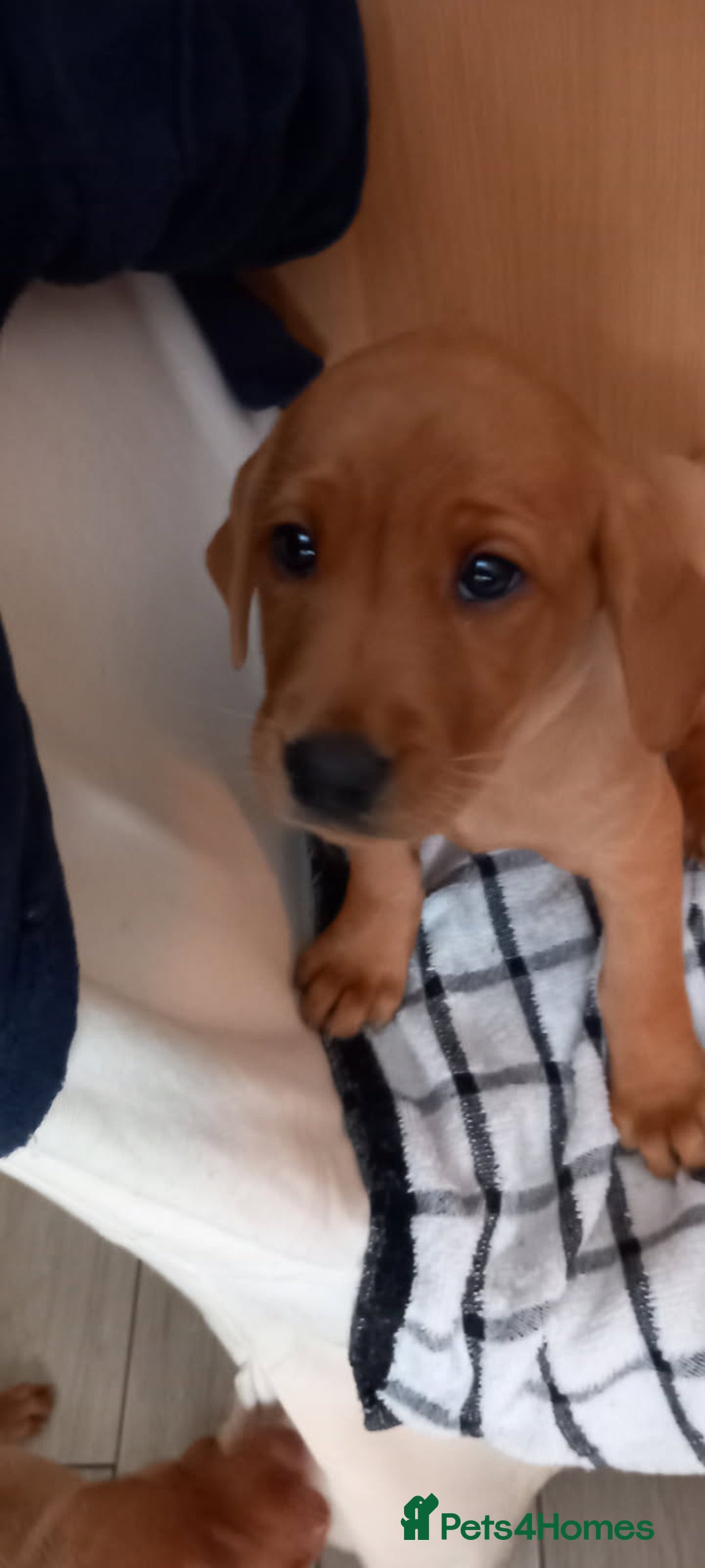 Labrador Retriever dogs for sale: KC REG FOX RED LABRADOR PUPPIES FOR SALE - Image 34