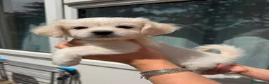 Maltese 4 (Daisy)