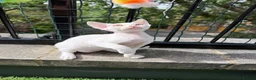 Devon Rex cats for sale:      🐾 Two Beautiful Devon Rex Kittens  - Advert 9