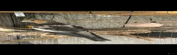 Cockatiels birds for sale: 10 week old cockatiels  in Manchester - Advert 2