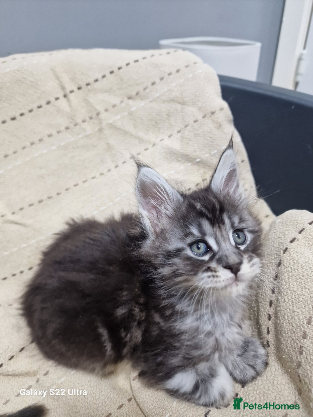 Maine Coon cats for sale: Pure Makne coon - Advert 18