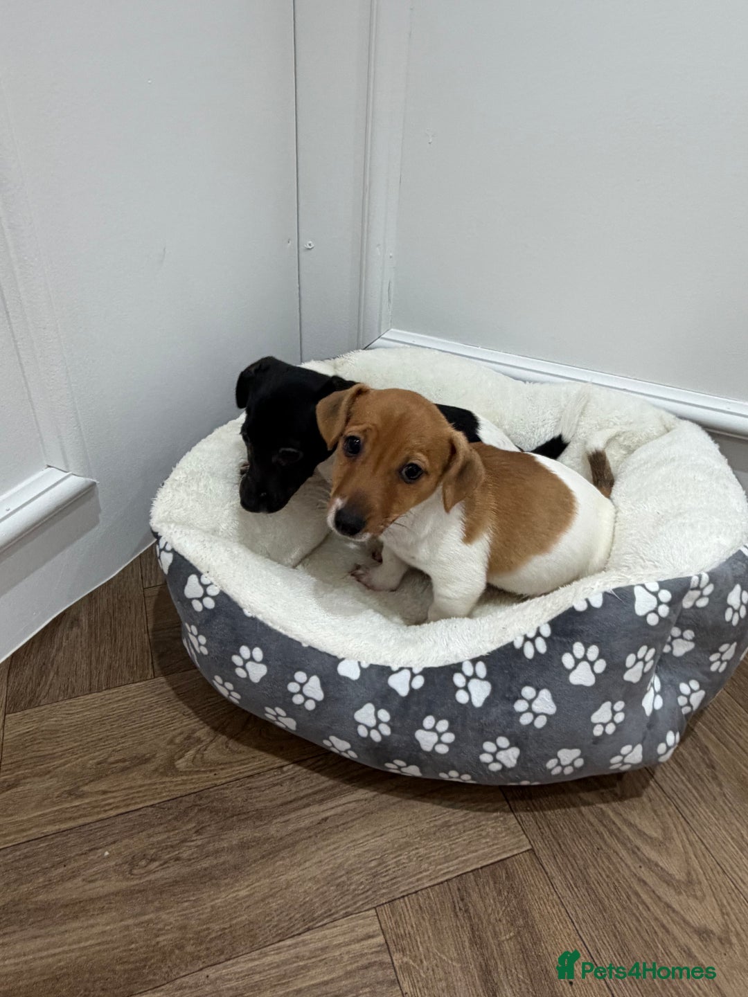Jack Russell dogs for sale: jackrussel puppies - Advert 3