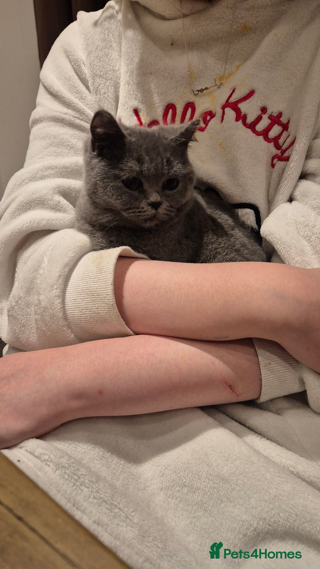 British Shorthair cats for sale:  british short haired female 7 months old  - Image 3