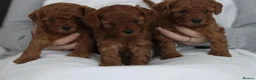 Cavapoo dogs for sale: Ready to leave F1bb deep red Cavapoo puppies  - Advert 3