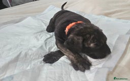Cane Corso dogs for sale: Cane corsos  puppies  - Image 4