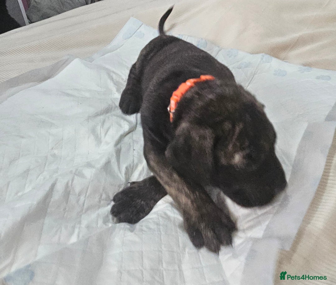 Cane Corso dogs for sale: Cane corsos  puppies  - Image 4