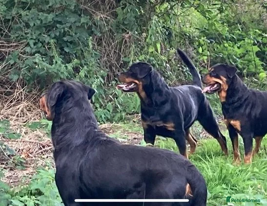 Rottweiler dogs KC chunky farm raised Rotties, both parents owned - Advert 1