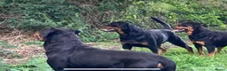Rottweiler dogs for sale: KC chunky farm raised Rotties, both parents owned - Advert 1