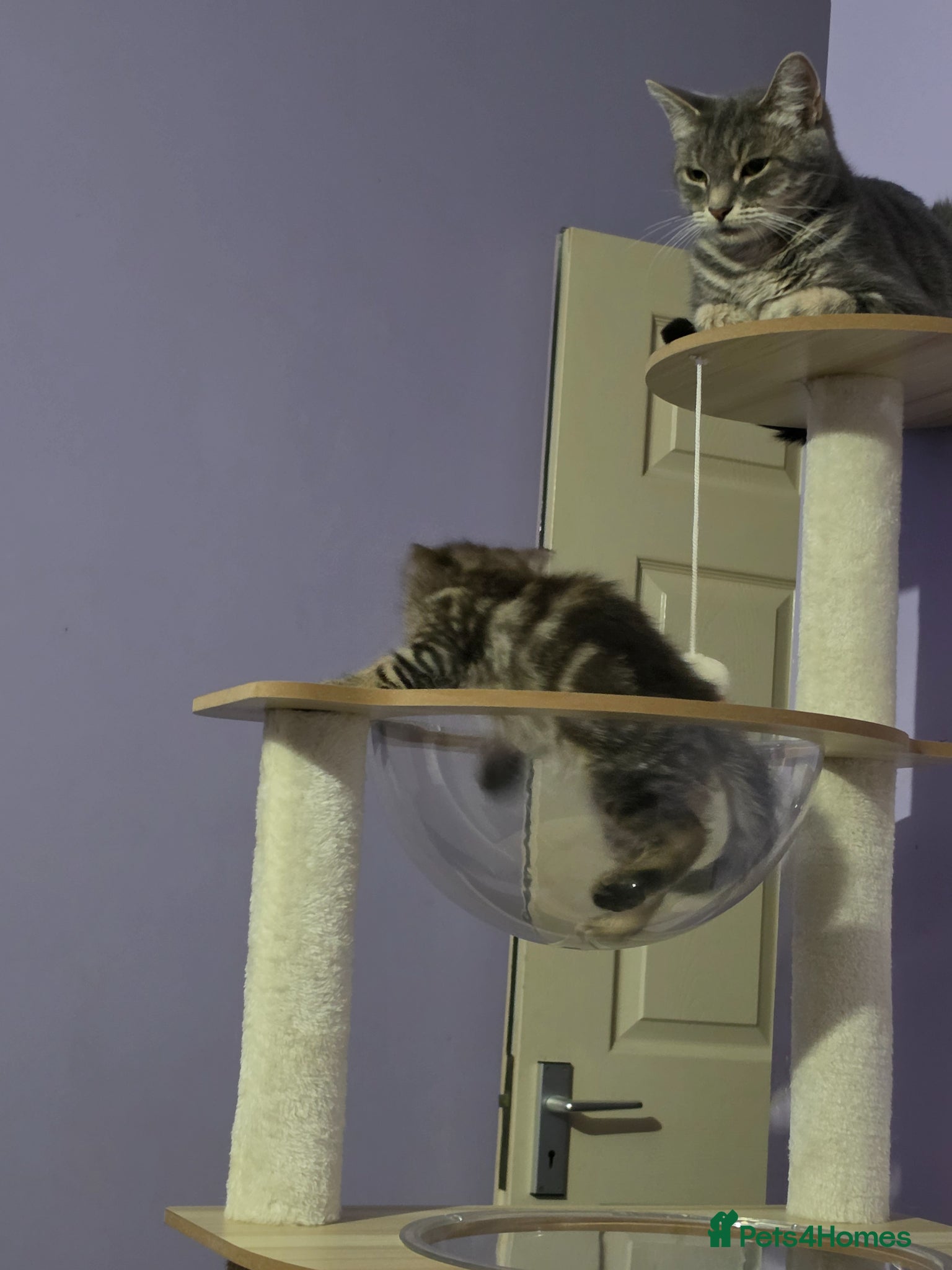 Scottish Fold cats Beautiful Scottish fold x cross  - Advert 10