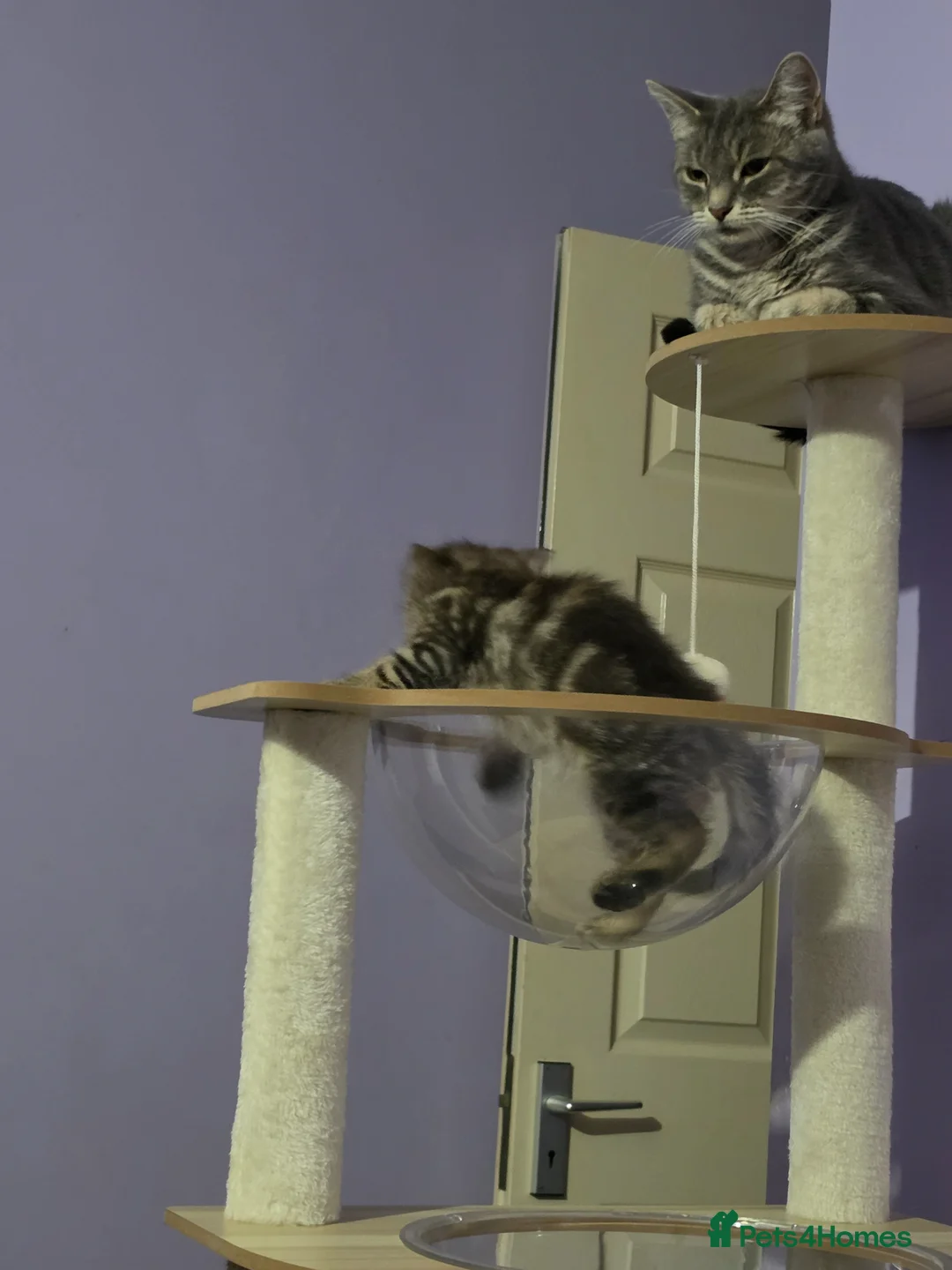 Scottish Fold cats for sale: Beautiful Scottish fold x cross  - Advert 1