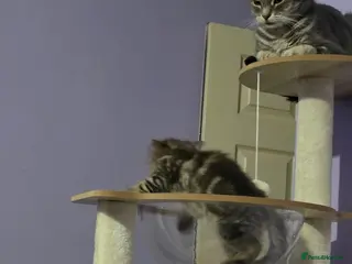 Scottish Fold cats Beautiful Scottish fold x cross - Advert 10