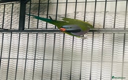 Parakeets birds for sale: Lord Derbyan Parrot for sale.👍QUICK SALE 👍 - Image 2