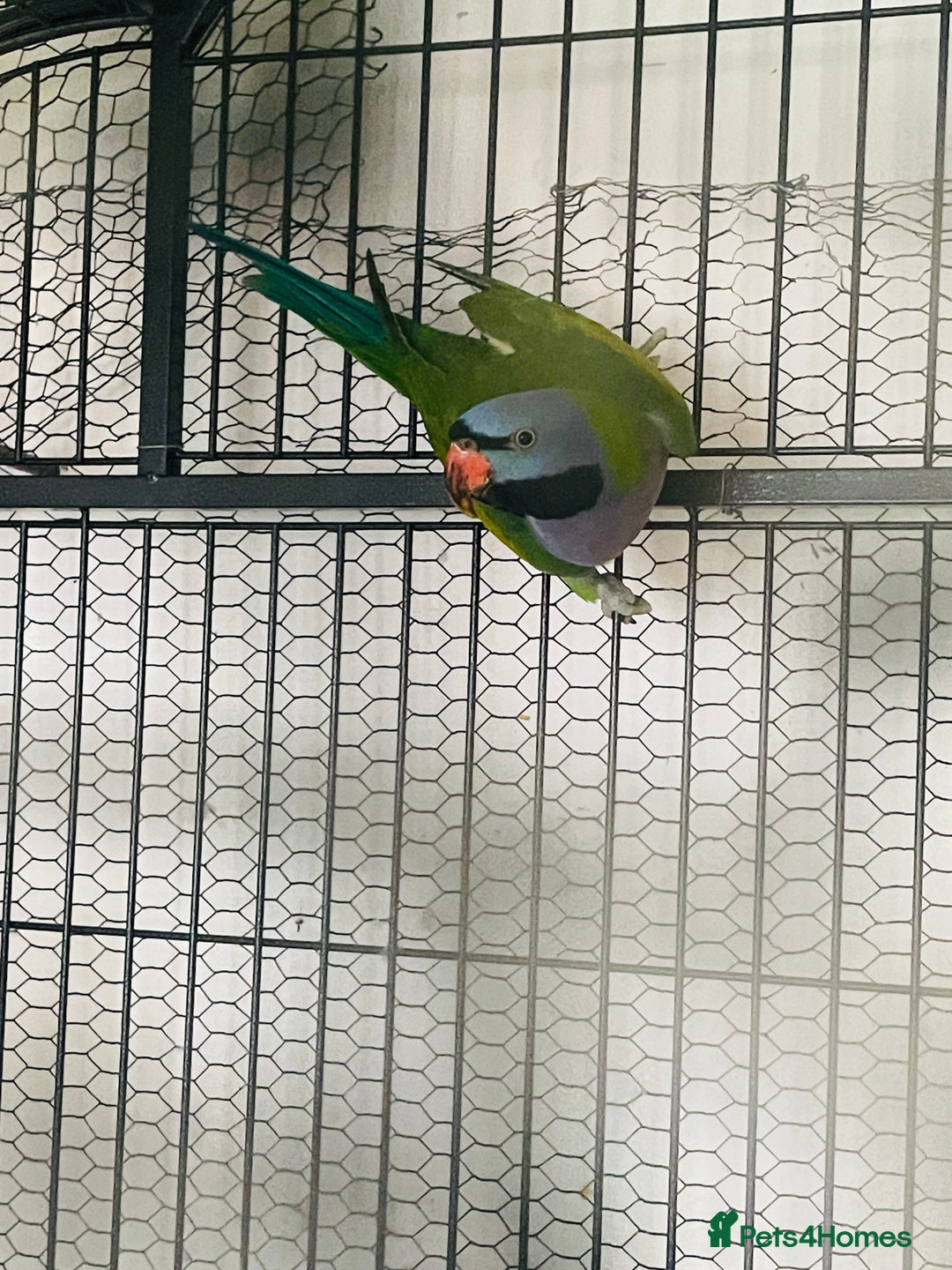Parakeets birds for sale: Lord Derbyan Parrot for sale.👍QUICK SALE 👍 - Image 2