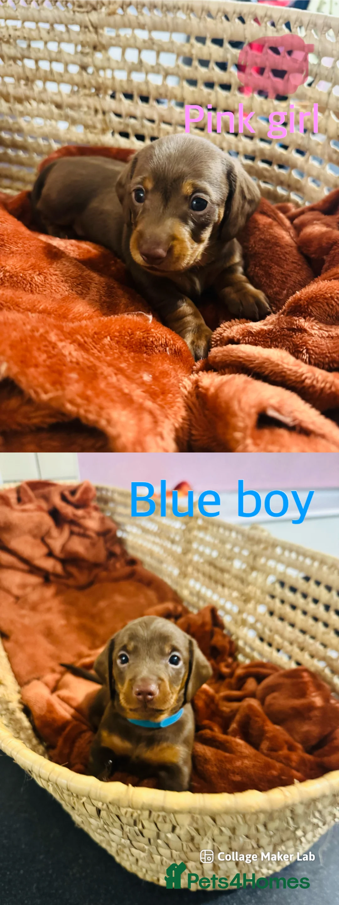 Dachshund dogs for sale: Chocolate and tan dachshund puppies   in Newark - Advert 4